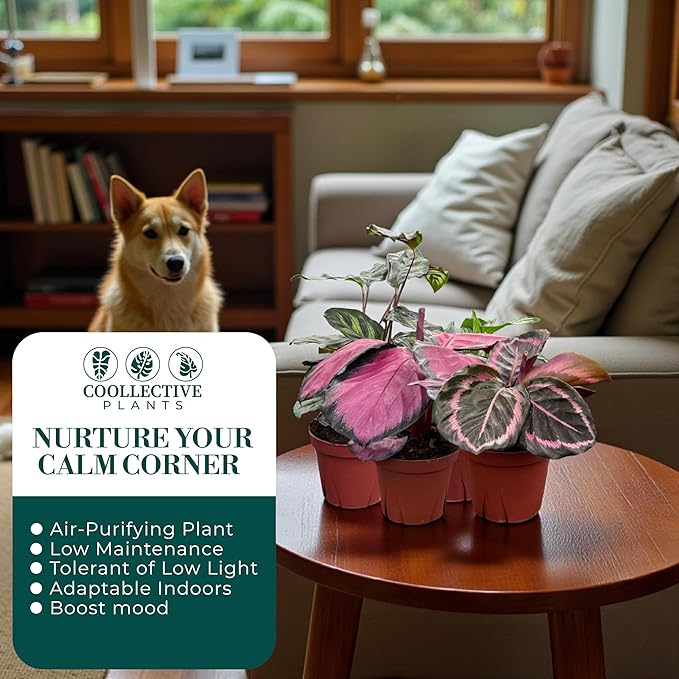 CoollectivePlants Calathea Assorted Collection – Live Indoor Plants in 4" Grower’s Pots (10 Pack), Easy to Grow Beginner Houseplants, Includes UniHeat Pack for Winter Protection