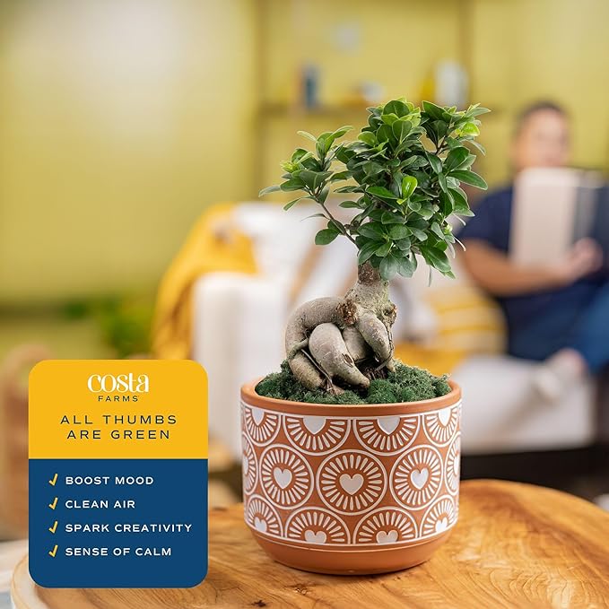 Costa Farms Bonsai Miniature Tree Live Plant in Decorative Pot, Indoor Houseplant, Perfect for Home, Room, or Office Decor, Great House Warming or Birthday Gift, 12-15 Inches Tall
