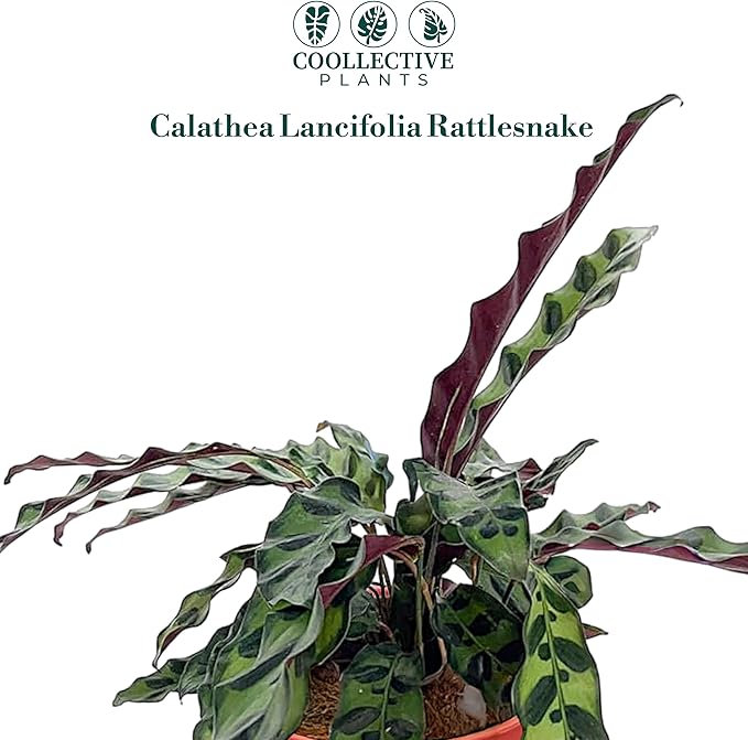 Calathea Lancifolia ‘Rattlesnake’ – Live Indoor Plant, Easy Care Low Maintenance Houseplant in 6″ Pot (Wide), Includes UniHeat Pack for Winter Protection