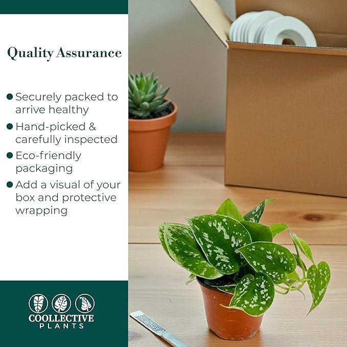 Pothos Satin – Live Plant in 4″ Grower’s Pot, Easy to Grow Low Maintenance Indoor Houseplant, Live Indoor, Includes UniHeat Pack for Winter Protection