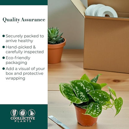 Pothos Satin – Live Plant in 4″ Grower’s Pot, Easy to Grow Low Maintenance Indoor Houseplant, Live Indoor, Includes UniHeat Pack for Winter Protection
