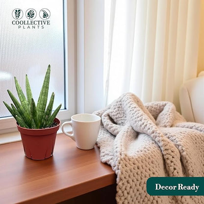 CoollectivePlants Sansevieria Hedgehog – Live Snake Plant in 4″ Grower’s Pot, Compact Spiky Foliage, Easy Care Indoor Houseplant, Includes UniHeat Pack for Winter Protection