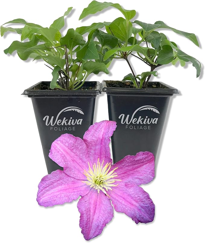 Clematis Comtesse De Bouchaud - 2 Live Starter Plants in 2 Inch Growers Pots - Starter Plants Ready for The Garden - Rare Clematis for Collectors