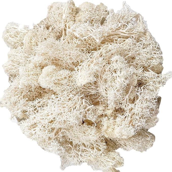 Moss Preserved Natural Fresh Green Moss for Craft Arts Floral Projects, Wall Decor, Table Decor, Wedding Centerpieces, Garden, Terrariums - White, 3.5OZ