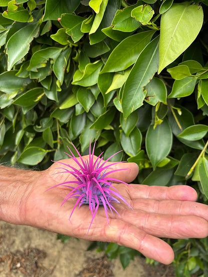 Air Plants - Tillandsia Ionantha - Organically Enhanced Color - Live Arrival Guaranteed - House Plants for Home Decor & Gift (2 Tone 4pk) (4pk Mix 2-Tone Mix Barrels)