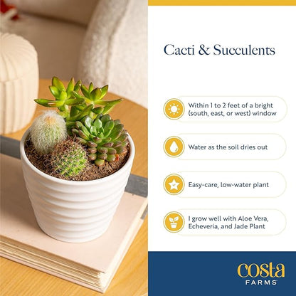 Costa Farms Mini Succulent Live Plants in Decorative Pots, Easy to Maintain Indoor Succulents, Houseplants for Home or Office Decor, House Warming or Party Favors, 2-3.5 Inches Tall, Pack of 24