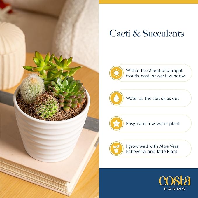 Costa Farms Mini Succulent Live Plants in Plastic Pot, Easy to Maintain Asssorted Indoor Succulents, Houseplants for Room Decor, House Warming or Birthday Gift, 2-3.5 Inches Tall, Pack of 6