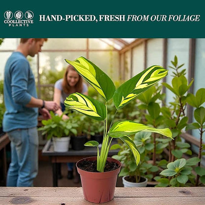 Calathea Pilosa | Live Plant in a 6″ Growers Pot, Live Indoor Houseplant, Easy to Grow, Easy Care, Low Maintenance, Includes UniHeat Pack for Winter Protection