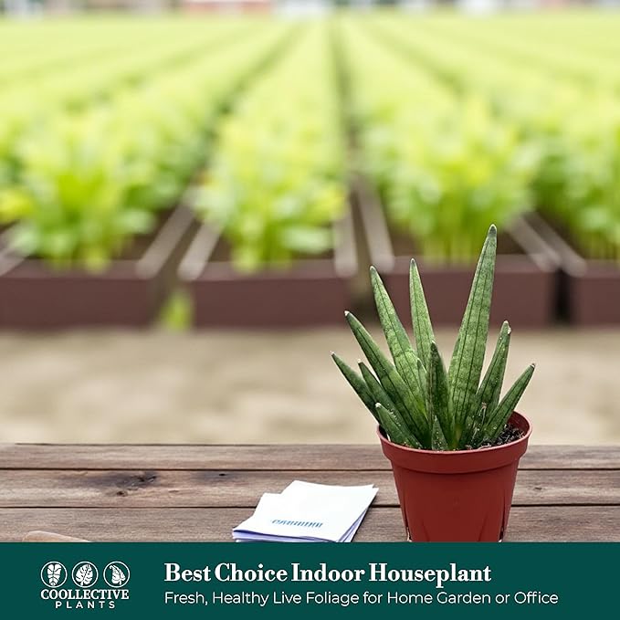 CoollectivePlants Sansevieria Hedgehog – Live Snake Plant in 4″ Grower’s Pot, Compact Spiky Foliage, Easy Care Indoor Houseplant, Includes UniHeat Pack for Winter Protection