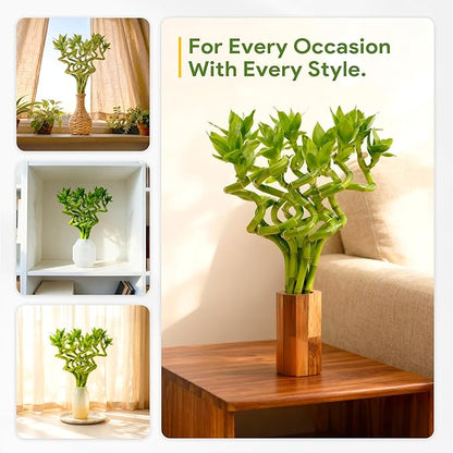 Fresh Lucky Bamboo 10 Stalks 8 Inch Spiral Style Live Plant - for Home Office Decor, Feng Shui & Good Fortune - Container Not Included