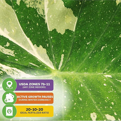 Elepaio (Ele Paio) Elephant Ear Live Plant - Colocasia esculenta by Wellspring Gardens – Tropical Garden Plants - Colocasia Bulbs for Planting Outdoor - Elephant Ear for Planting
