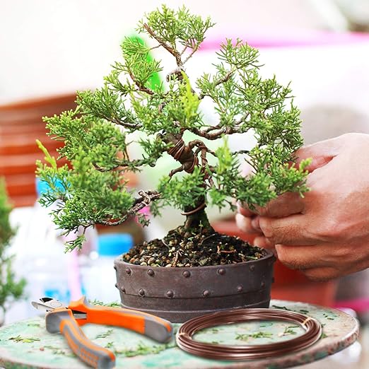 Mudder 5 Roll Aluminum Bonsai Training Wire Tree 160 Feet Total with Bonsai Wire Cutter Anodized Training for Holding Branches Small Trunks(Brown)