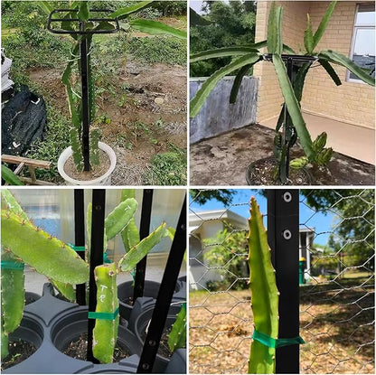 Premium Dragon Fruit Trellis - Durable Metal Trellis for Vertical Gardening and Climbing Plants - 12in x 12in x 50in