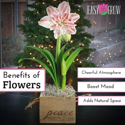 Easy to Grow Amaryllis 'Dancing Queen' Pre-Planted Bulb Indoor Gift Kit in a Holiday Decor Square - Double Pink & White Flowering Blooms in 4 to 8 Weeks