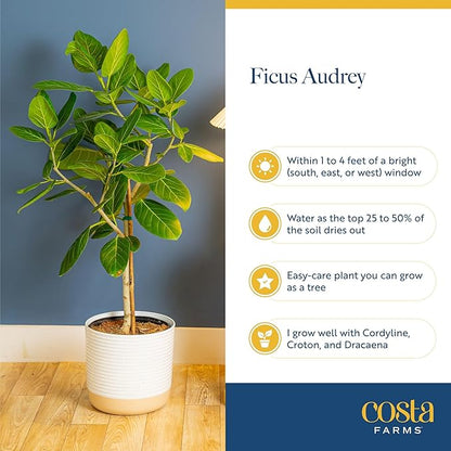 Costa Farms Ficus Audrey Tree Live Plants in Decorative Pot, Large Indoor Houseplant, Perfect for Home, Room, or Office Decor, Great House Warming or Birthday Gift, 3-4 Feet Tall, Pack of 2