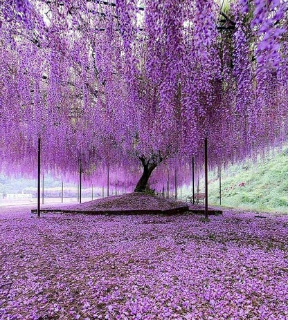 Purple Chinese Wisteria Tree - 6-12" Tall Seedling - 2.5" Pot - Live Plant - Wisteria sinensis
