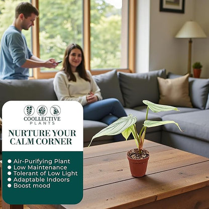 Philodendron Pastazanum Silver – Live Plant in 2" Grower’s Pot, Easy to Grow Low Maintenance Indoor Houseplant, Includes UniHeat Pack for Winter Protection