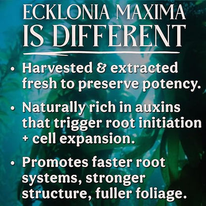 Organic Liquid Kelp & Seaweed Extract (Ecklonia Maxima) Super Plant Food - Indoor Houseplant Fertilizer - Organic Fertilizer for Flowers, Seedlings & Gardens - 16oz Treats 110 Gallons