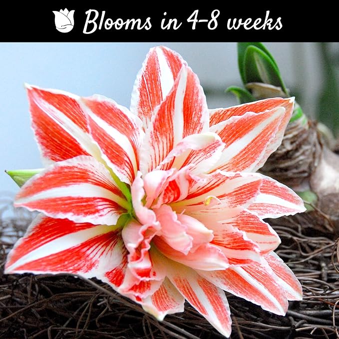 Easy to Grow Amaryllis 'Dancing Queen' Pre-Planted Bulb Indoor Gift Kit in a Holiday Decor Square - Double Pink & White Flowering Blooms in 4 to 8 Weeks
