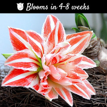 Easy to Grow Amaryllis 'Dancing Queen' Pre-Planted Bulb Indoor Gift Kit in a Holiday Decor Square - Double Pink & White Flowering Blooms in 4 to 8 Weeks