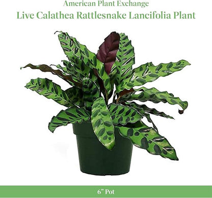 American Plant Exchange Calathea Rattlesnake – 6-Inch with Pot Cover – Live Pet-Friendly Indoor Houseplant with Wavy Green Leaves for Low-Light Homes, Offices, Bedrooms & Shelf Décor