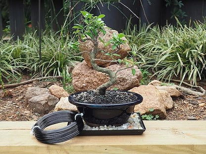 Black-3.0-Anodized Aluminum Bonsai Training Wire 250g Large Roll,Many Size to Choose,KSVZS Bendable Metal Wire for Crafts,Sculpting,Armature and Daily Use,Necessities for Family