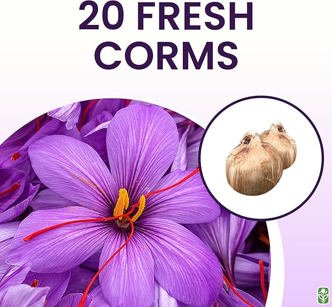 20 Jumbo Saffron Sativus Crocus Corms for Planting 2025 - Large 9/10 cm Saffron Crocus Bulbs - Premium Crocus Sativus for High-Yield Saffron Harvest