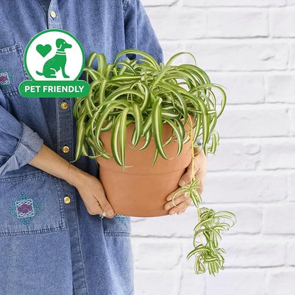 3' Spider Plant Bonnie - Airplane Plant, Spider Ivy