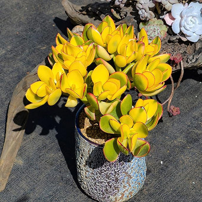 Sprout N Green Golden Jade - Crassula Ovata 'Hummel Sunset', Rare Cute Succulent Plant Fully Rooted in 2" Pot