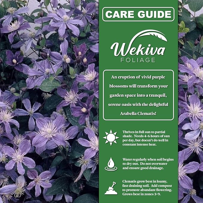 Clematis Arabella - 2 Live Starter Plants in 2 Inch Growers Pots - Starter Plants Ready for The Garden - Rare Clematis for Collectors