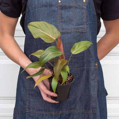 Philodendron Summer Glory Live Plant for Indoor | Different Houseplants in 4'' & 6'' Pot | Real House Plant for Living Room, Office, Desk & Bathroom | Heartleaf | Gloriosum Mccolleys