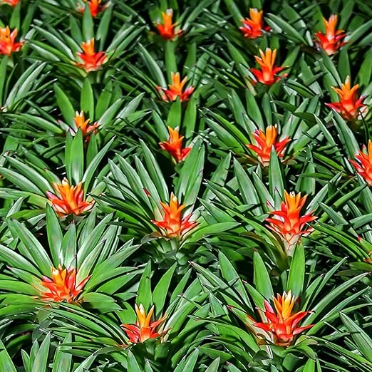 Professional Bromeliad Spray Fertilizer Mist | Pre Mixed for Weekly Use | Gentle Blend & Gardening Supplies | 8 oz Bottle