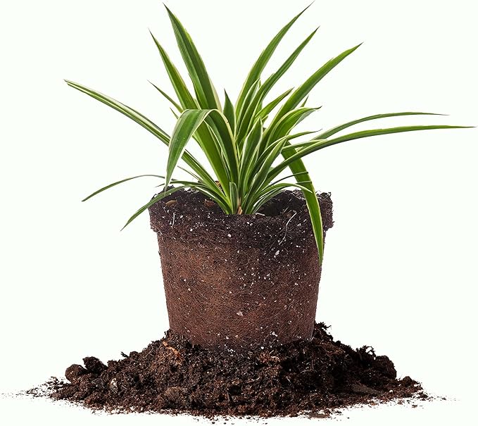 Perfect Plants Reverse Variegated Spider Plant in 6in. Grower's Pot | Live Houseplant for Indoor Growing | Easy to Care for & Keep Alive | Beautiful White & Green Reverse Variegated Leaves