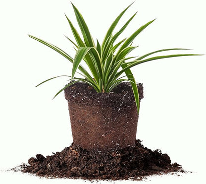 Perfect Plants Reverse Variegated Spider Plant in 6in. Grower's Pot | Live Houseplant for Indoor Growing | Easy to Care for & Keep Alive | Beautiful White & Green Reverse Variegated Leaves
