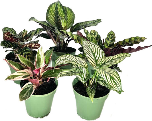 Indoor Calathea Houseplant Collection - 5 Live Plants in 4 Inch Pots - Grower's Choice Based on Health, Beauty and Availability - Beautiful Easy to Grow Air Purifying Indoor Plants