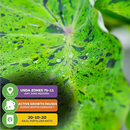 Mojito Elephant Ear PPAF Live Plant - Colocasia esculenta - Wellspring Gardens Starter Plant for Collectors and Garden Enthusiasts, Elephant Ears Plant, Lush Tropical Foliage for Planting (1-Pack)