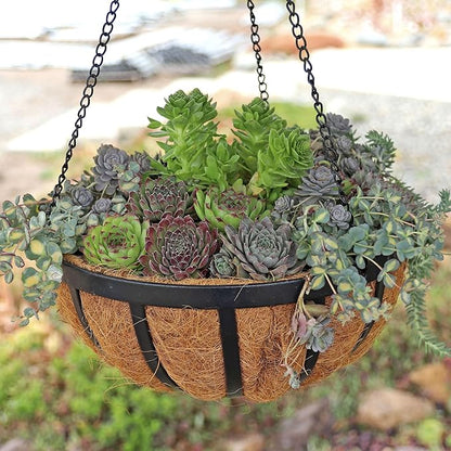Mountain Crest Gardens Sempervivum Succulent Variety Pack - 20 Hardy Live Rosette Plants, No Repeats, Rooted in 2 Inch Pots - Succulents for Rock Gardens, Containers, DIY Displays