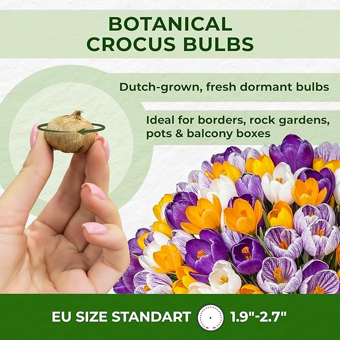 Giant Crocus Bulb Mix, 25 Exclusive Flower Bulbs, Mix of 5 Varieties from Holland, Real Hardy and Perennial Crocus Tubers/Flowers (no Seeds) for Garden, Pots and Balcony