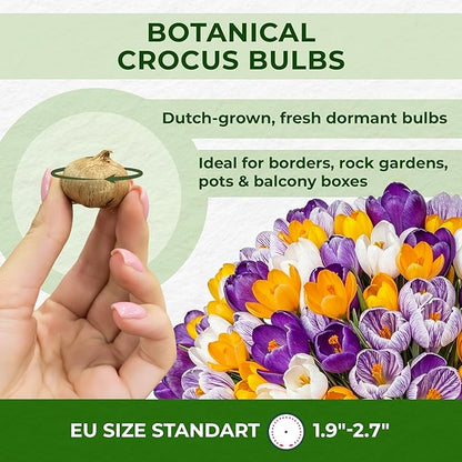 Giant Crocus Bulb Mix, 25 Exclusive Flower Bulbs, Mix of 5 Varieties from Holland, Real Hardy and Perennial Crocus Tubers/Flowers (no Seeds) for Garden, Pots and Balcony