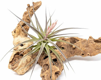 Air Plant Shop 3 Pack Tillandsia Murorum Air Plant - Live Tillandsia - Easy Care Indoor and Outdoor House Plants