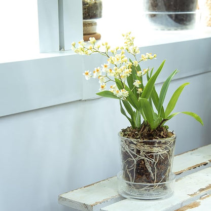 Phoenix Vine 3.5 Inch Clear Acrylic Planter Pot with Tray, Orchid Pot with Drainage Holes, Deep Saucer for Bottom Watering, Transparent Containers for Indoor Plants, Herbs, Set of 2, 91-A-D-2