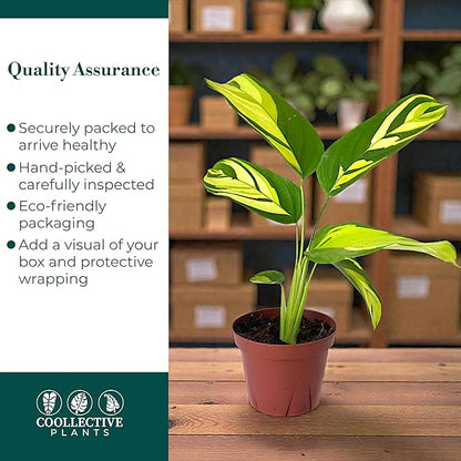 Calathea Pilosa | Live Plant in a 4 Inch Growers Pot, Live Indoor, Easy to Grow, Easy to Care, and Low Maintenance Houseplant (6" Pot)