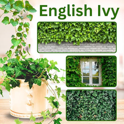 Trailing English Ivy Live Plant, Hardy Green Ivy Plants in 4" Pot, Climbing Plants Outdoor Garden, Easy Care House Plant