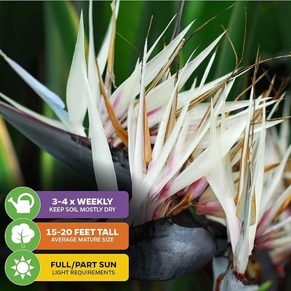 White Bird of Paradise Live Plant - Strelitzia Reginae - Wellspring Gardens - Tropical Flowering Perennial, Exotic Indoor/Outdoor Houseplant, Easy Care, Low Maintenance (2-Pack)