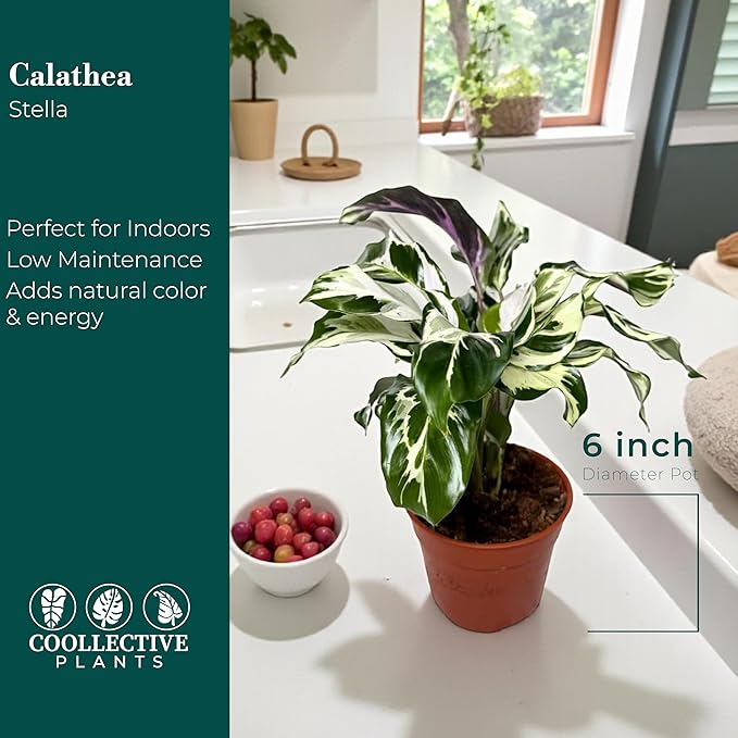 CoollectivePlants Calathea Stella - Live Calathea Plant in 6″ Growers Pot, Easy Indoor House Plants, Pet Friendly Plants Indoor, Low Maintenance Houseplant
