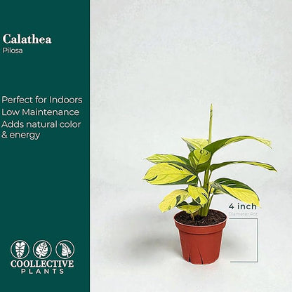 Calathea Pilosa – Live Plant in 4" Grower’s Pot, Easy to Grow Low Maintenance Indoor Houseplant, Includes UniHeat Pack for Winter Protection