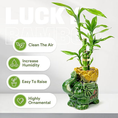 Lucky Bamboo 3-Stalk Set with Pebbles in Elephant Coin Plate Pot – 6'' 6'' 8'' Live Plant for Positive Energy