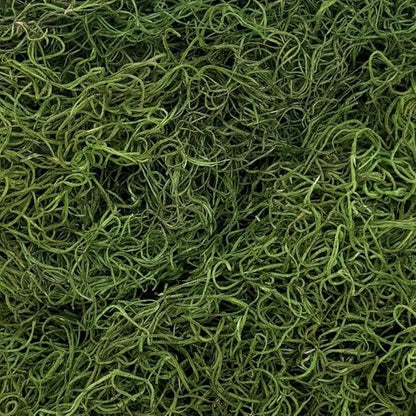 Preserved Spanish Moss - Decorative Dried Moss for Crafts, Home Decor, Art, Design & DIY Projects - for Indoor Use - Green Apple - Small Size