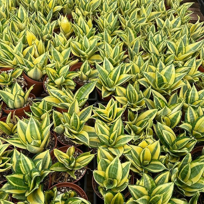 Live Plants Snake Plant in 4" Matte Metal Pot, Easy to Grow Houseplant, Indoor Bonsai, Home Office Decor, Birthday Housewarming Gift