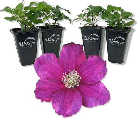 Clematis Cardinal Wyzynski - 4 Live Starter Plants in 2 Inch Growers Pots - Starter Plants Ready for The Garden - Rare Clematis for Collectors